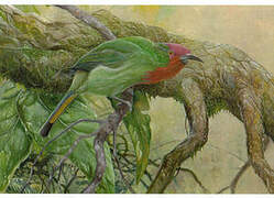 Red-bearded Bee-eater