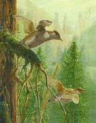 Marbled Murrelet