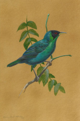 Green Honeycreeper