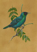 Green Honeycreeper