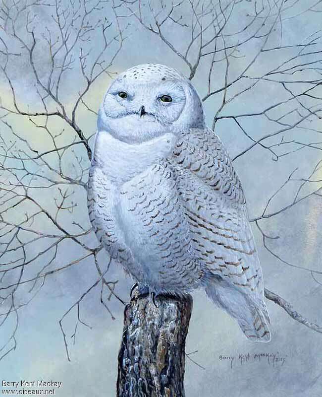 Snowy Owl