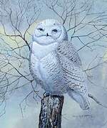 Snowy Owl