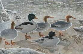 Common Merganser