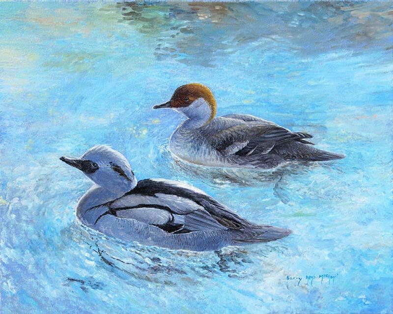 Smew