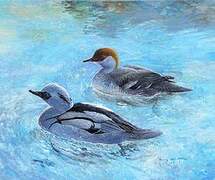 Smew