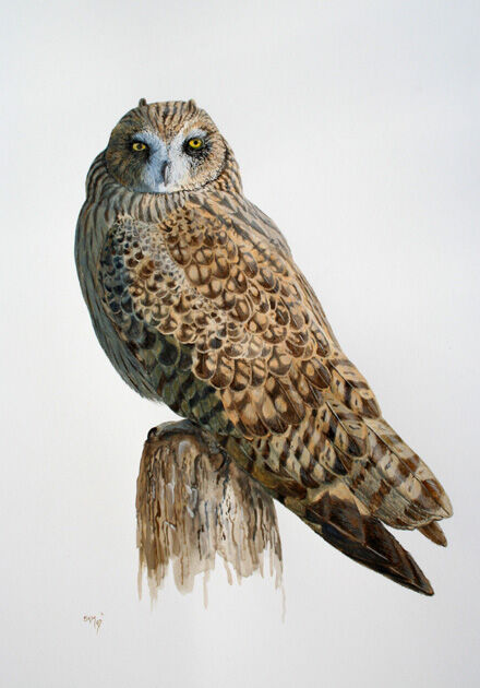 Short-eared Owl