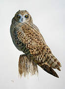 Short-eared Owl