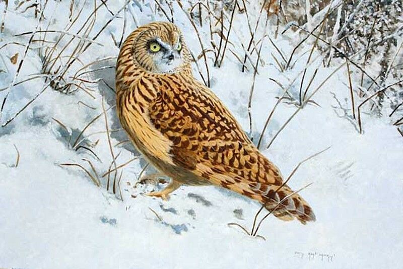 Short-eared Owl