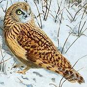 Short-eared Owl