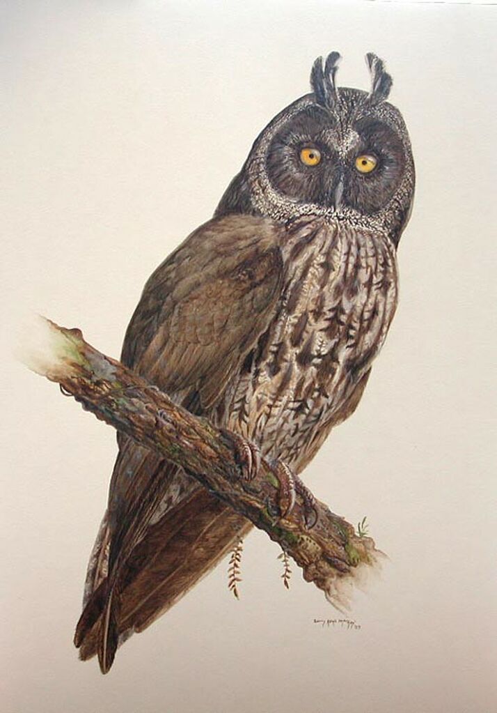 Stygian Owl