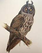 Stygian Owl