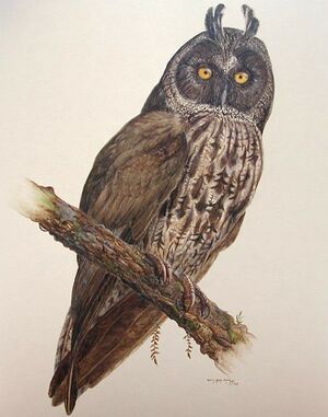 Hibou maître-bois - Asio stygius