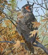 Long-eared Owl