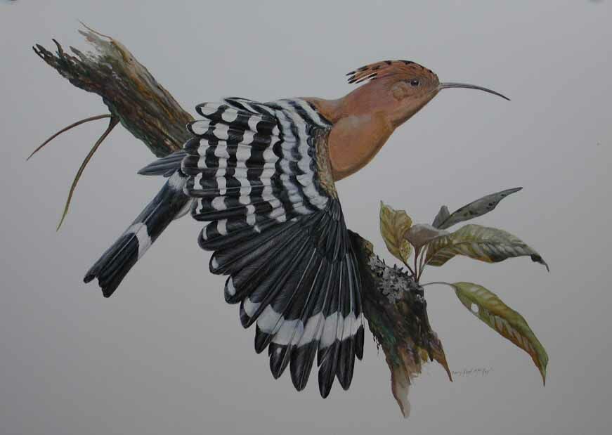 Eurasian Hoopoe