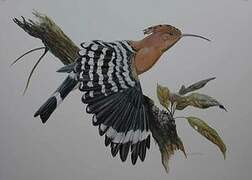 Eurasian Hoopoe