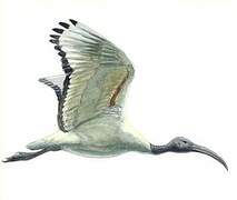 African Sacred Ibis