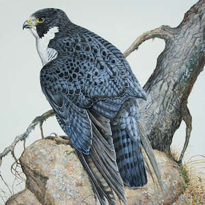 Wanderfalke Falke Peregrine Falcon Faucon Haube Greifvogel Wild Bird Calls 79885 