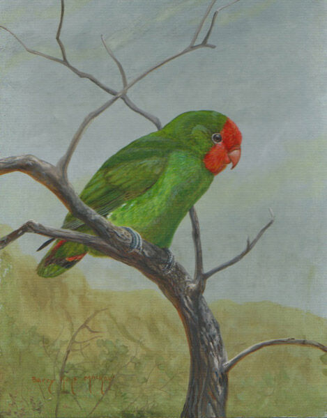 Red-headed Lovebird