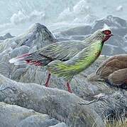 Blood Pheasant