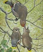 Bohemian Waxwing