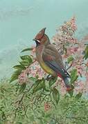 Japanese Waxwing