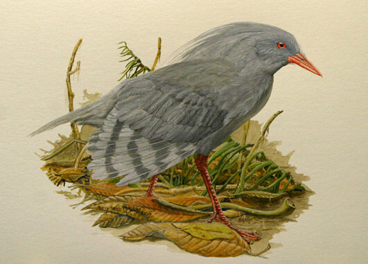 Kagu