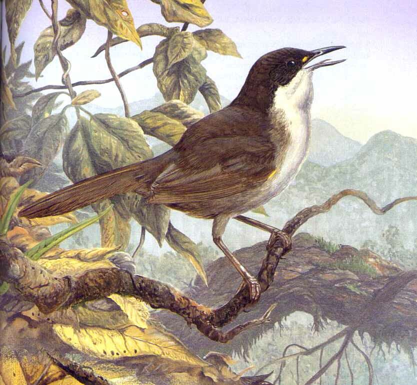 Konichon dominicain