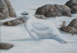 Rock Ptarmigan