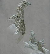 Rock Ptarmigan