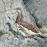 Rock Ptarmigan