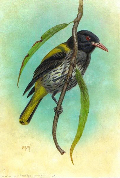 Dark-throated Oriole