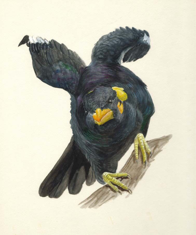 Common Hill Myna