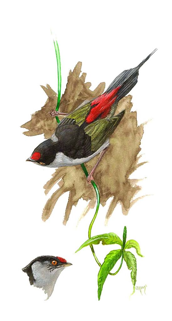 Pin-tailed Manakin