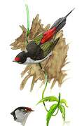 Pin-tailed Manakin