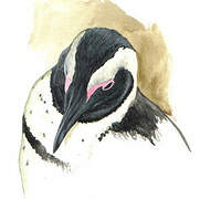 African Penguin