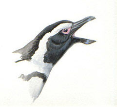 African Penguin