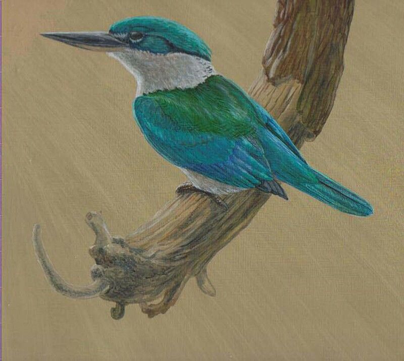 Collared Kingfisher