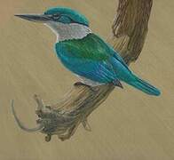 Collared Kingfisher