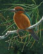 Guam Kingfisher