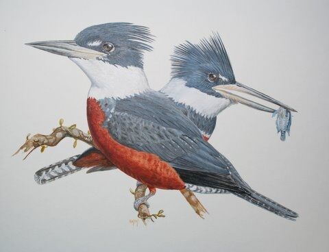 Ringed Kingfisher