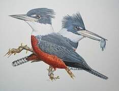 Ringed Kingfisher