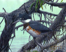 Belted Kingfisher