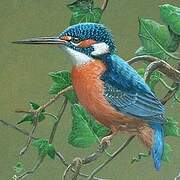 Common Kingfisher