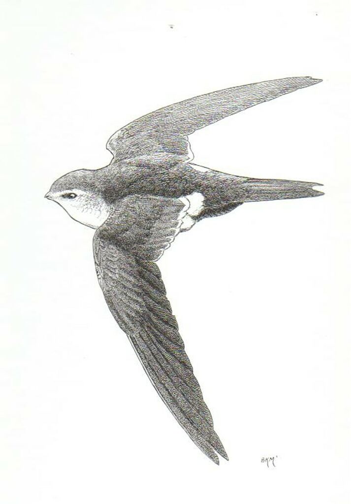 White-throated Swift