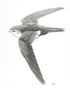 White-throated Swift