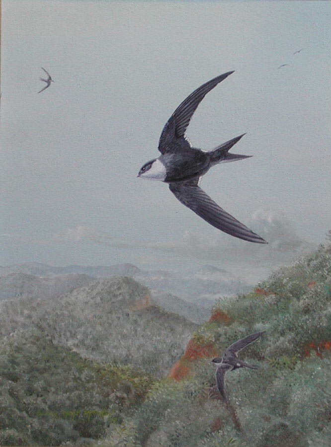 Lesser Swallow-tailed Swift