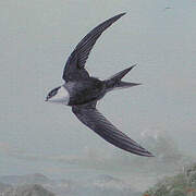 Lesser Swallow-tailed Swift