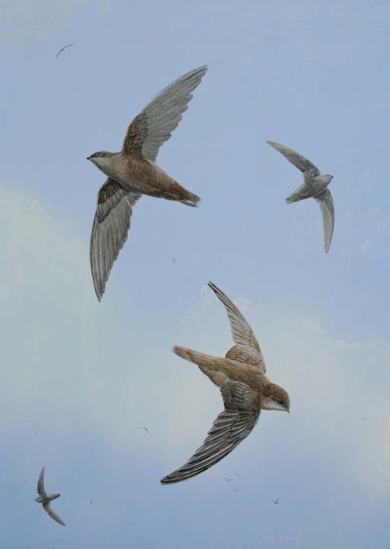 Chimney Swift