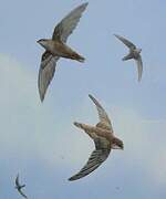 Chimney Swift