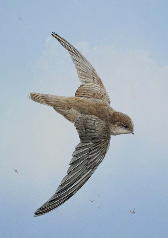 Chimney Swift